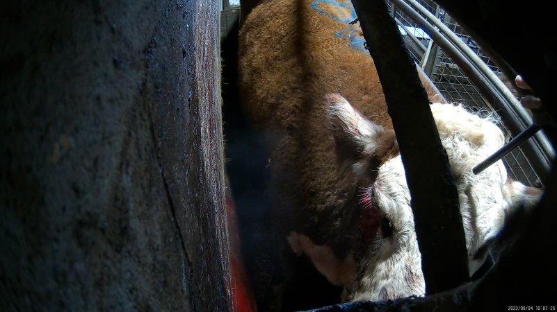 An cow with an injured eye is shot in the knockbox