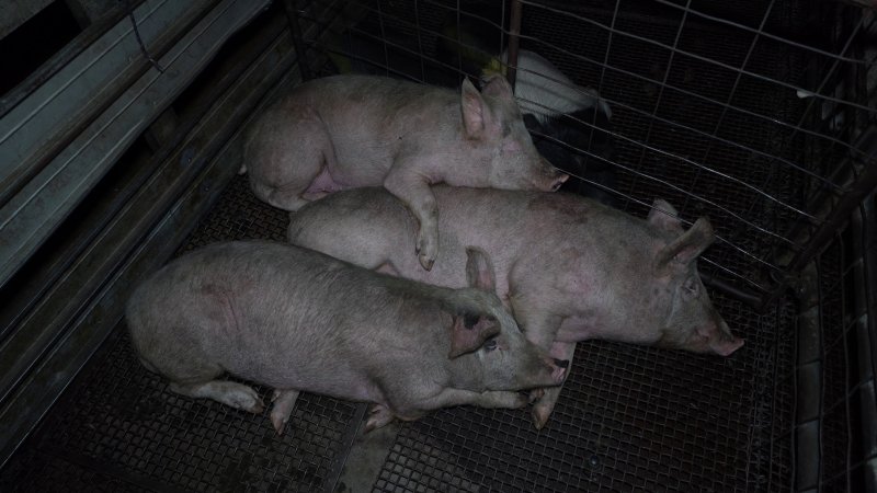 Pigs cuddle in the holding pens