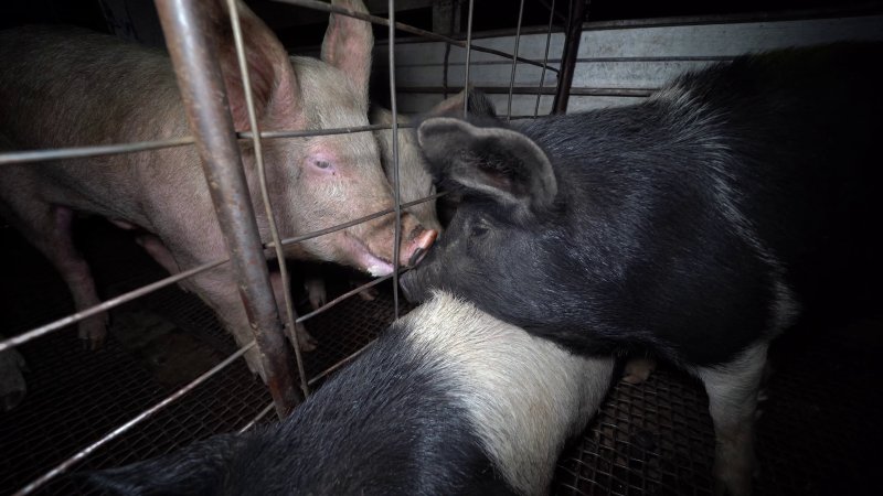 Pigs sniff noses in holding pens