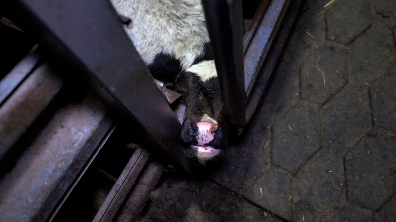 A bobby calf in a holding pen at the slaughterhouse