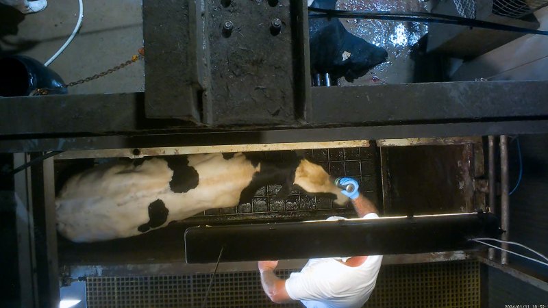 A dairy cow is shot in the head with a bolt gun at a Victorian slaughterhouse