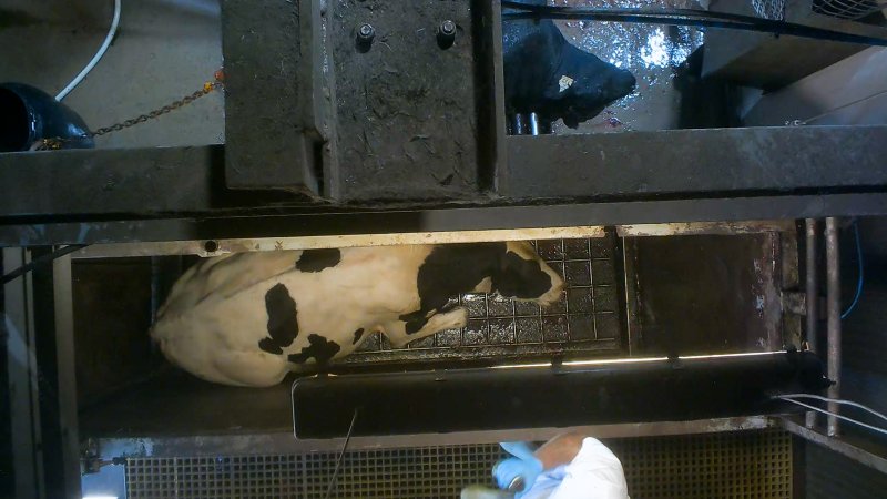 A dairy cow is shot in the head with a bolt gun at a Victorian slaughterhouse