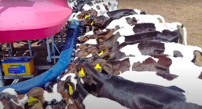 Calves drinking formula on intensive dairy farm