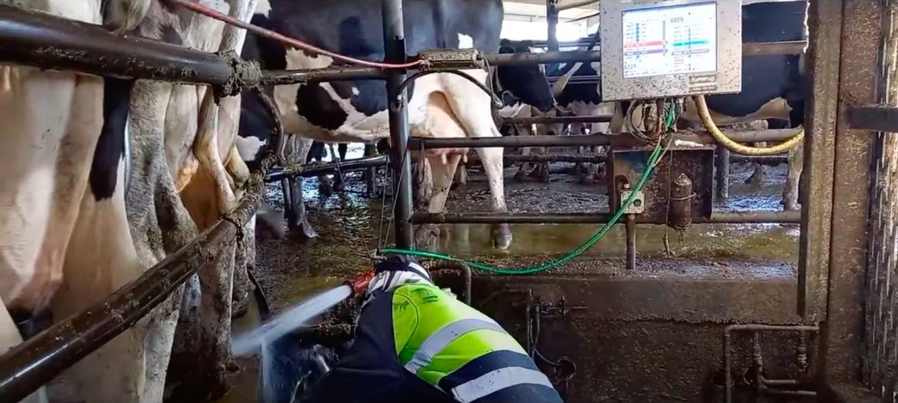 The milking parlour on an intensive dairy farm -- water sprays the legs of these cows