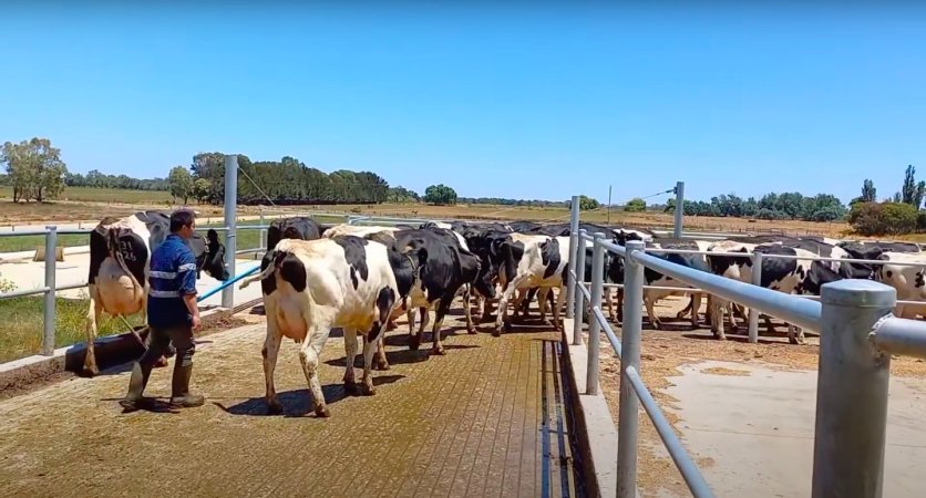Cows being herded between zero-grazing shed and milking parlour on an intensive dairy farm