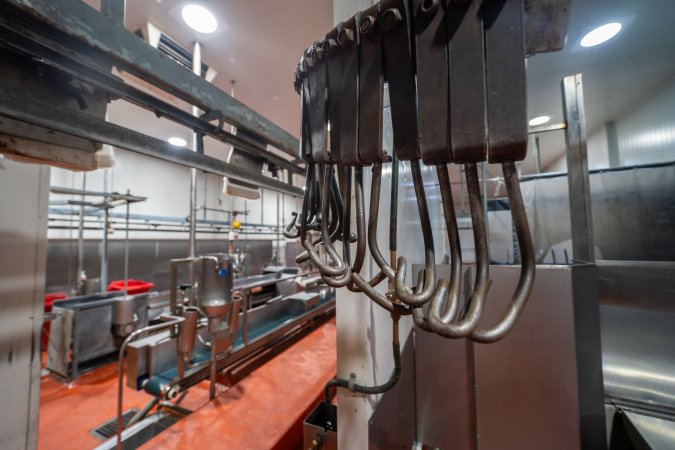 Shackles in sheep/pig processing room