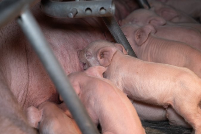 Piglets suckling from their mother