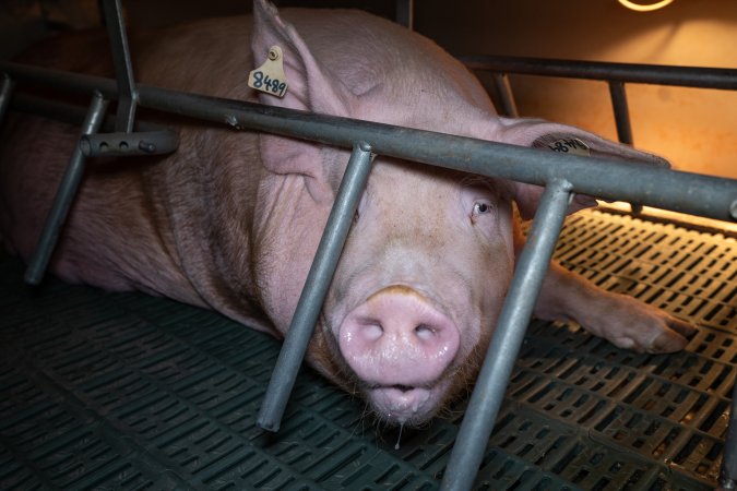 Sow in a farrowing crate