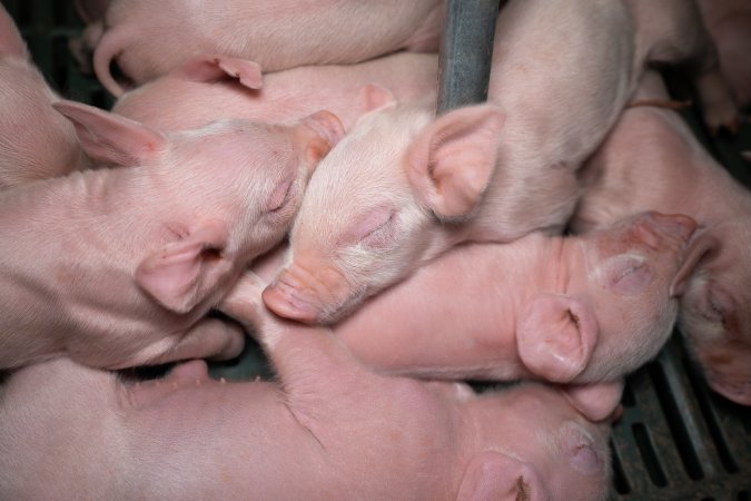 Piglets in a farrowing crate
