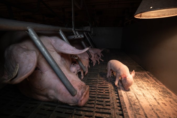 Sow and piglets in a farrowing crate
