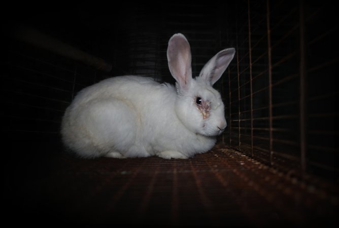 Rabbit with infected eye in a cage