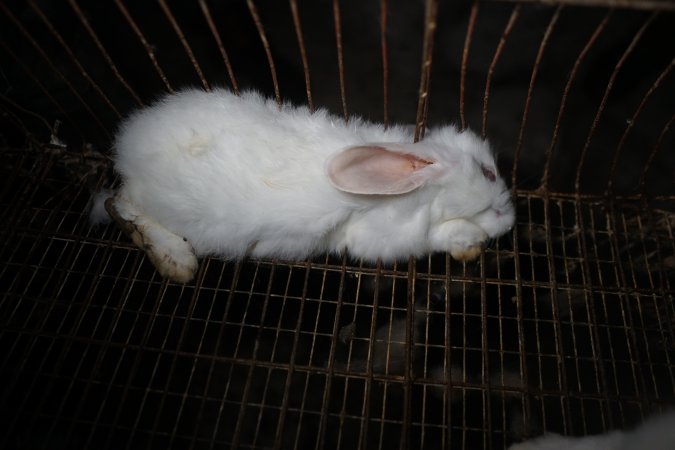 Dead rabbit in a cage