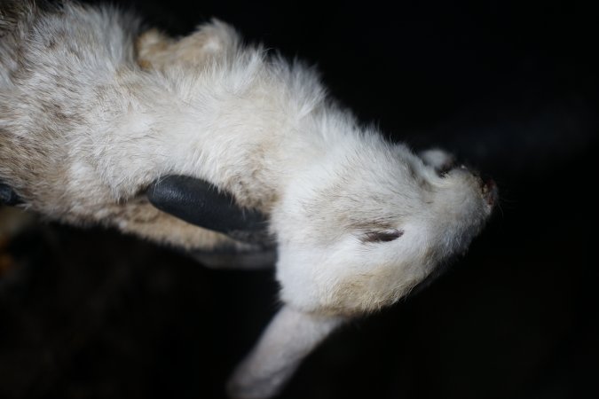 Dead rabbit held by investigator
