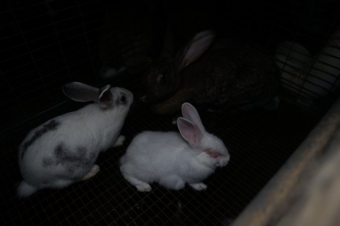 Rabbits in a cage