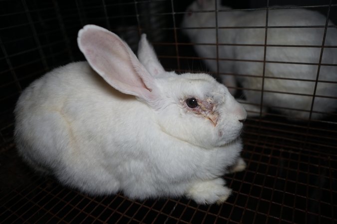 Rabbit with infected eye in a cage