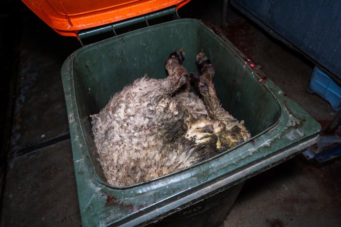 Dead sheep in bin