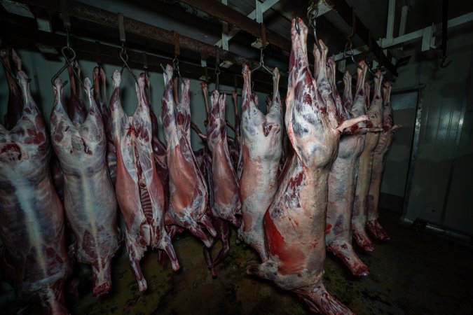 Carcasses hanging in chiller room