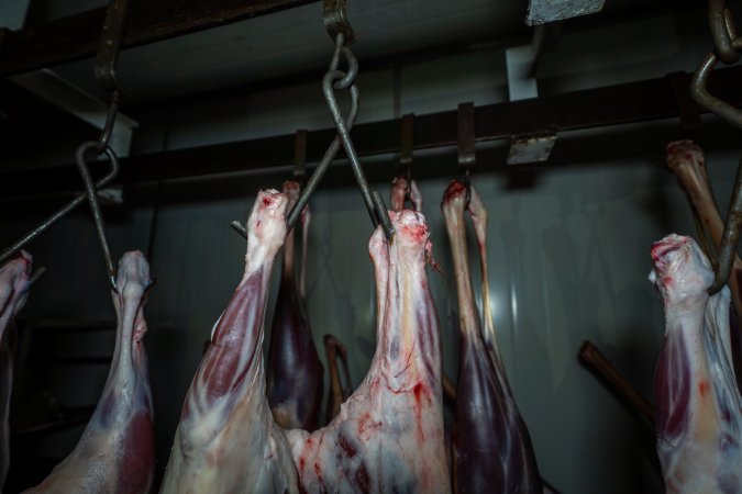 Carcasses hanging in chiller room