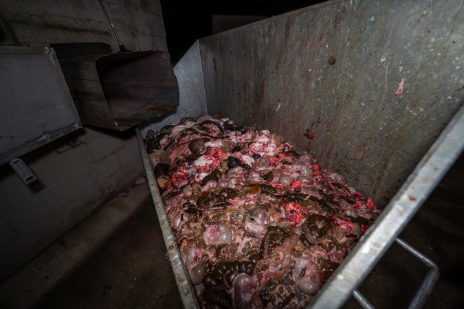Dumpster fulll of discarded organs and body parts