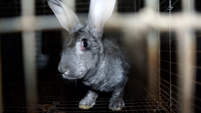 Emaciated rabbit in cage