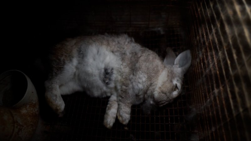 Dead rabbit in cage