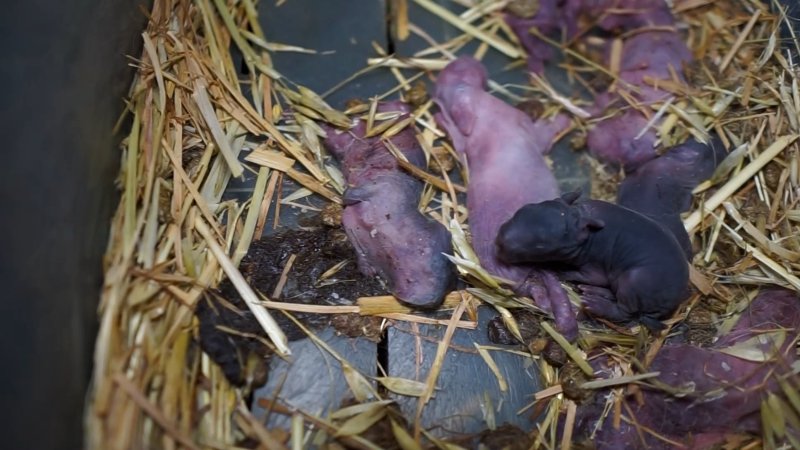 Newborn rabbit kit amongst numerous stillborns
