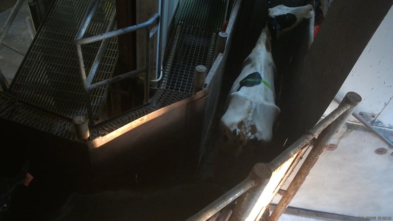 Emaciated dairy cow in the race leading to the knockbox