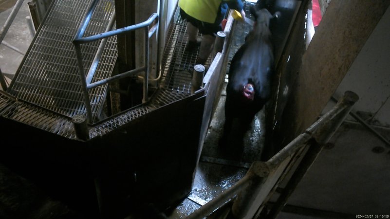 Cow with prolapse being forced into the knockbox with an electric prodder