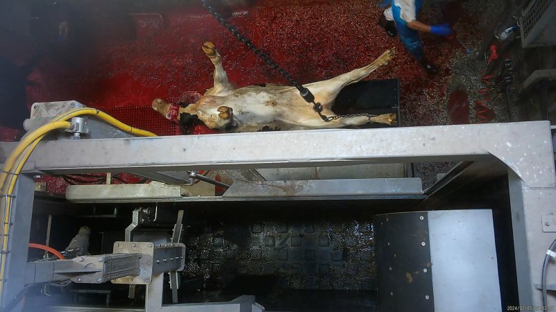 Cow upside down on sticking bench, throat cut open