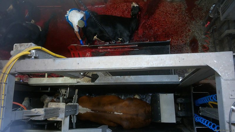 Cow in knockbox while another lies on bloody floor of kill room