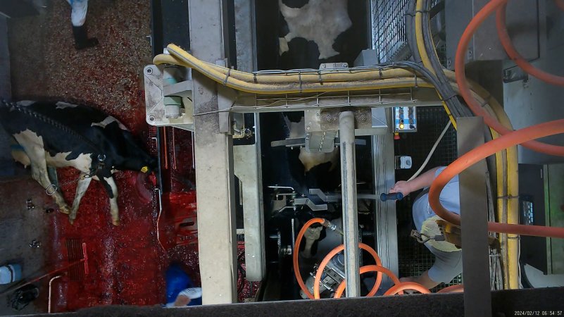 Dairy cow in knockbox while another lies on bloody floor of kill room