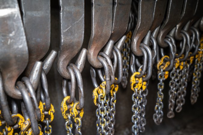 Leg chains for hoisting slaughtered cattle