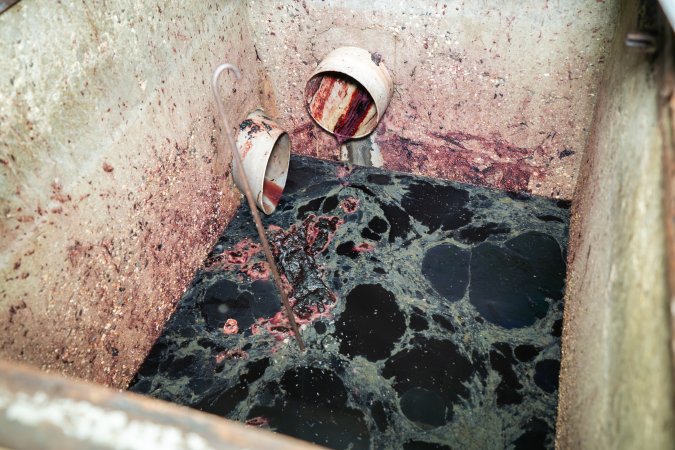 Drain with congealed blood outside kill room