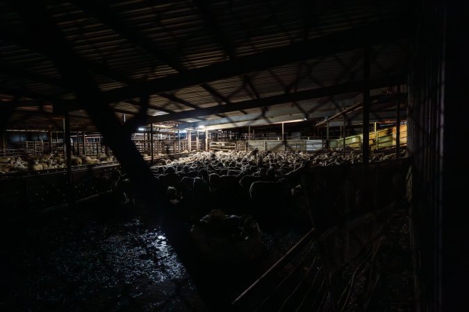 Sheep in holding pens