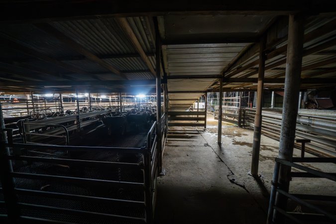 Holding pens with sheep, beneath race corridor