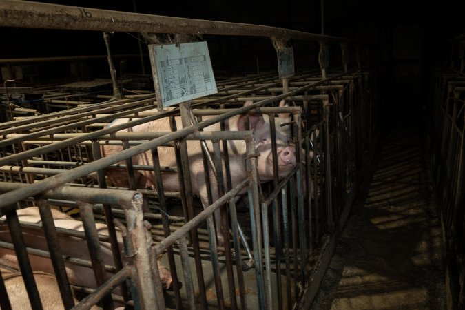 Sows in mating stalls