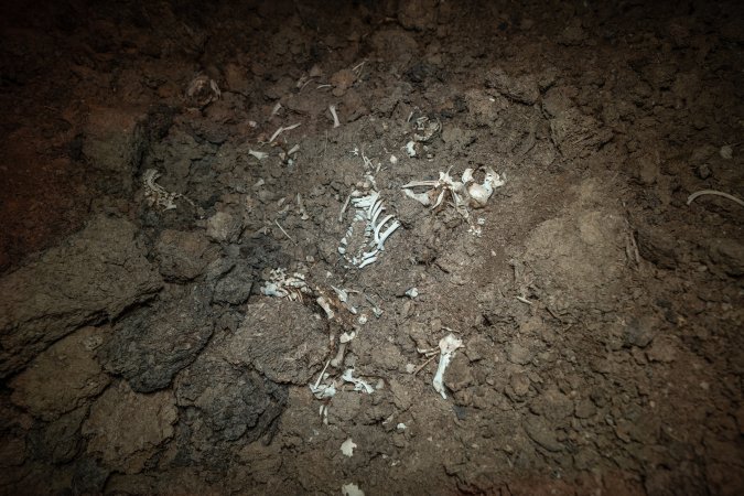 Pig bones on dead pile