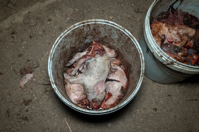 Dead piglets in buckets