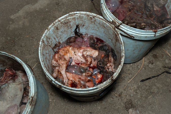 Dead piglets in buckets