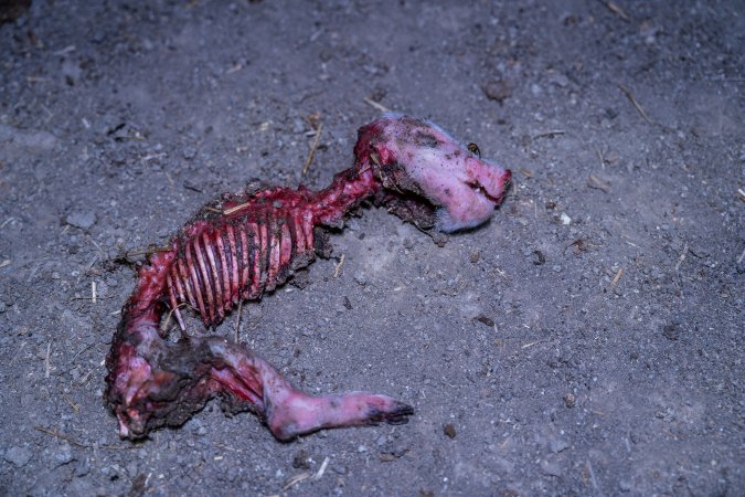 A dead piglet outside the piggery
