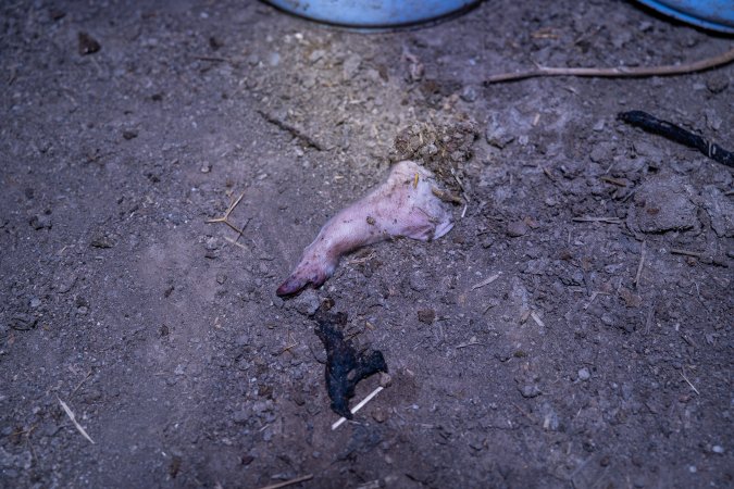 The leg and trotter of a dead piglet