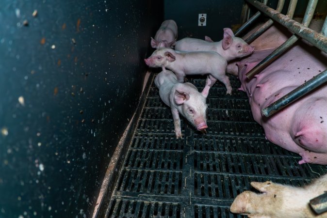 Piglets nursing from a sow in a farrowing crate
