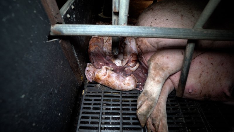 Still born piglets in a farrowing crate