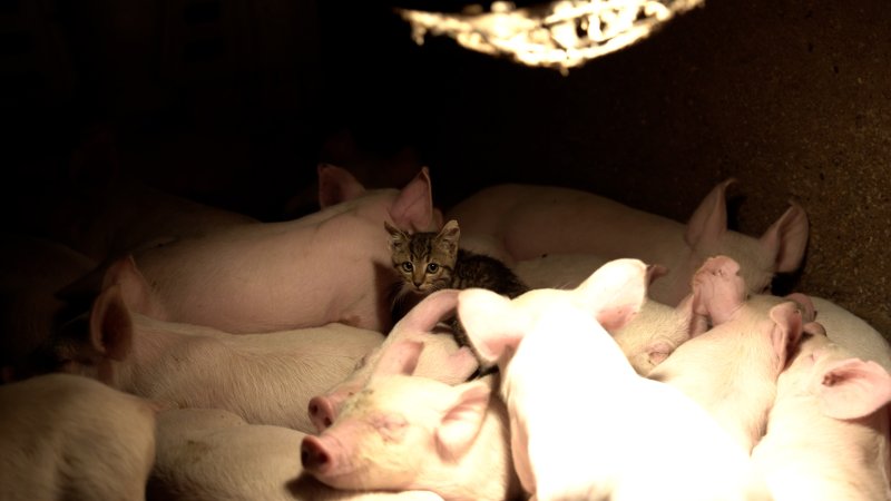 Kitten with weaner piglets