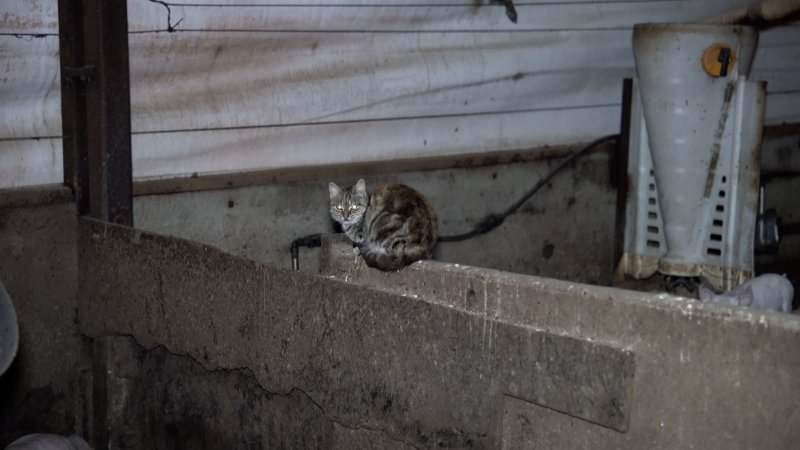 Cat in weaner shed