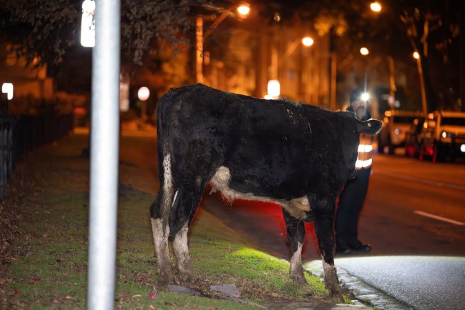 Cow wtih broken leg on Alexandra Ave, after escaping from crashed truck