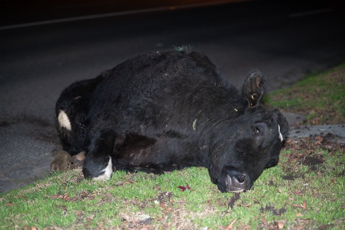 Sedated cow wtih broken leg on Alexandra Ave, after escaping from crashed truck