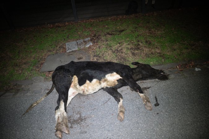 Cow with broken leg euthanised on Alexandra Ave, after escaping from crashed truck