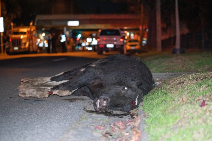 Cow with broken leg euthanised on Alexandra Ave, after escaping from crashed truck