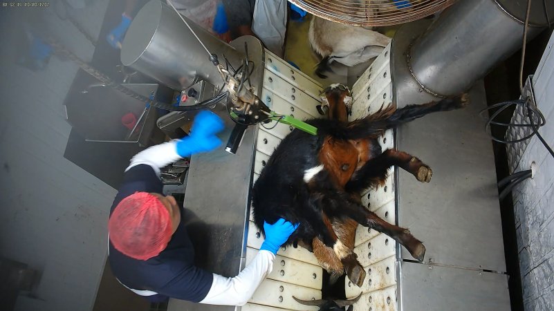 Goat shoved onto stunning restraint